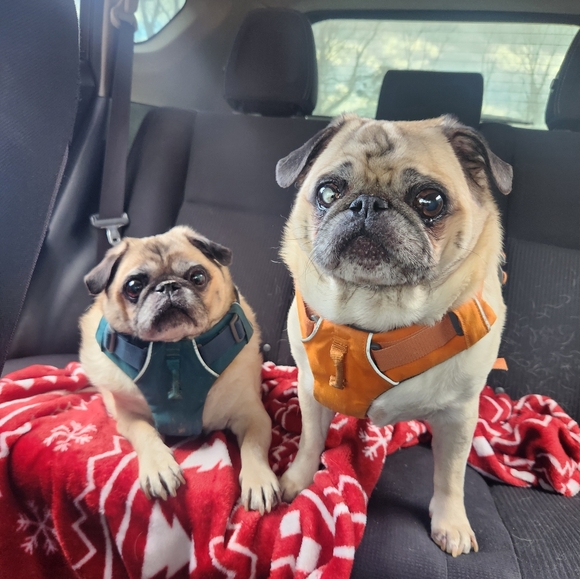 Meet your Posher, Posh - Picture 7 of 8